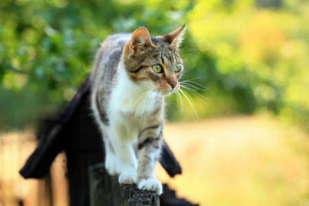 5 Conseils Pour Laisser Sortir Son Chat Wanimobuzz