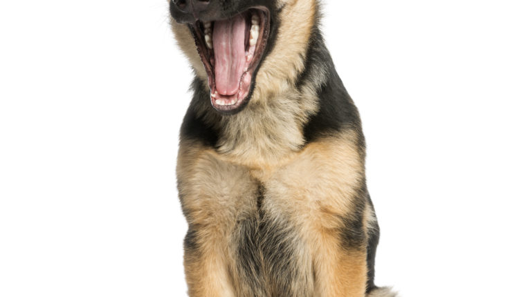 Young German shepherd yawning, sitting, 6 months old