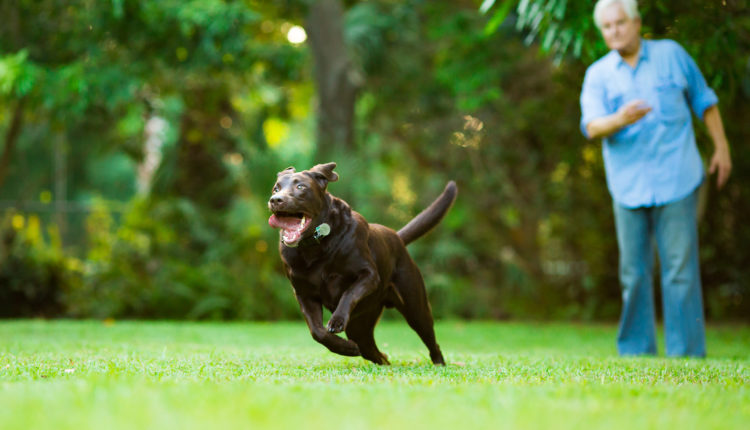 Senior training his dog