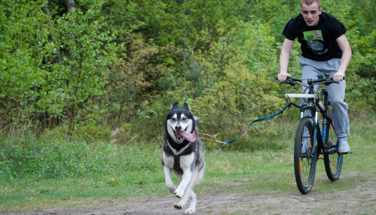 bikejoring with husky