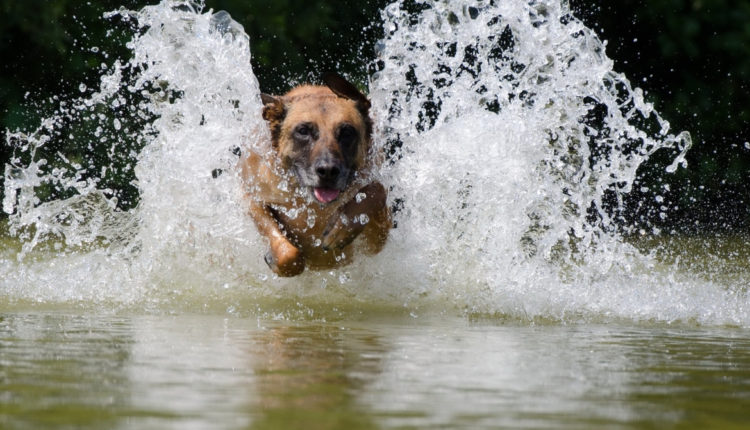 berger_malinois