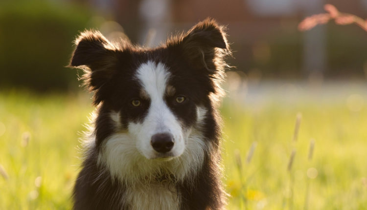 border_collie2