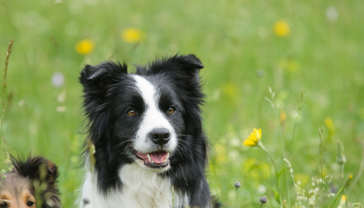 bordercollie