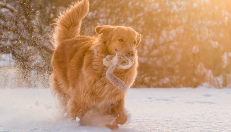 golden_retriever