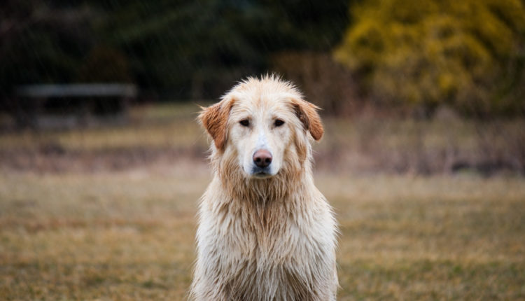 labrador_retriever