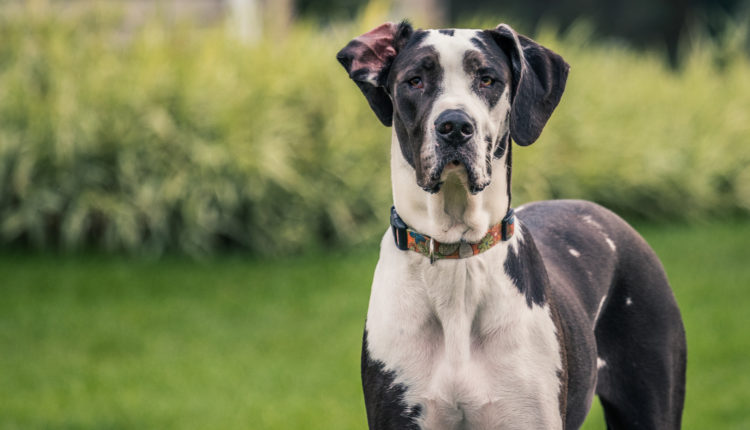 Black and white Great Dane staring at camera