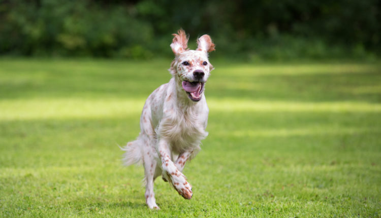 English Setter running towards the camera, Norway