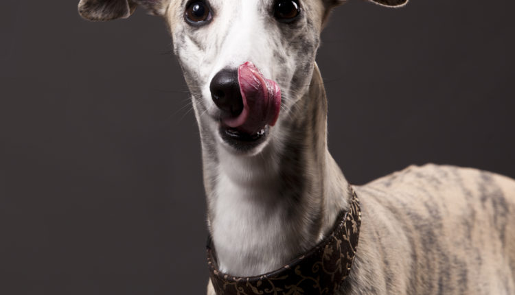 whippets dog licking tongue