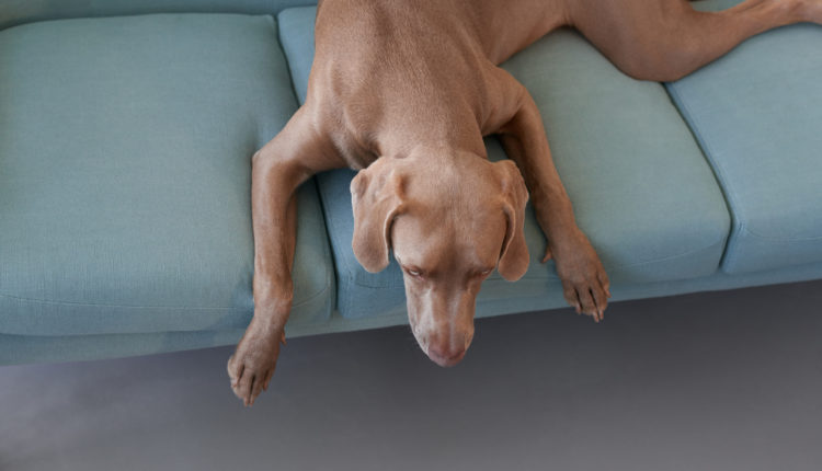 Tired dog lying on the couch